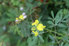 Crotalaria grahamiana